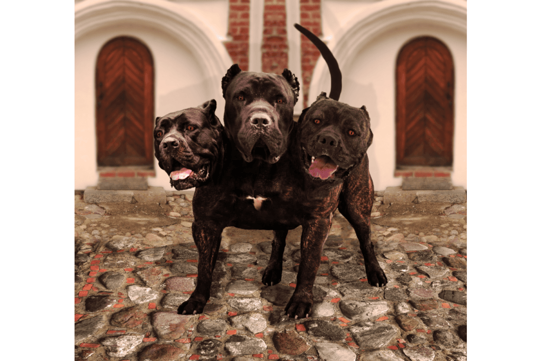 Book Review: ‘Brutal Minds’