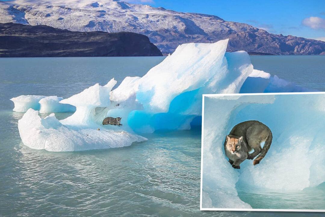 Photographer Portrays Puma Chilling on an Iceberg That Broke Off Glacier in Mountains of Patagonia
