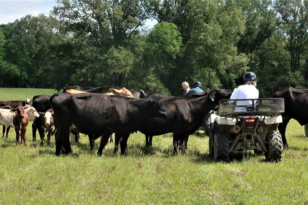 Shipboard and Shore Excursion Fun on the Mississippi