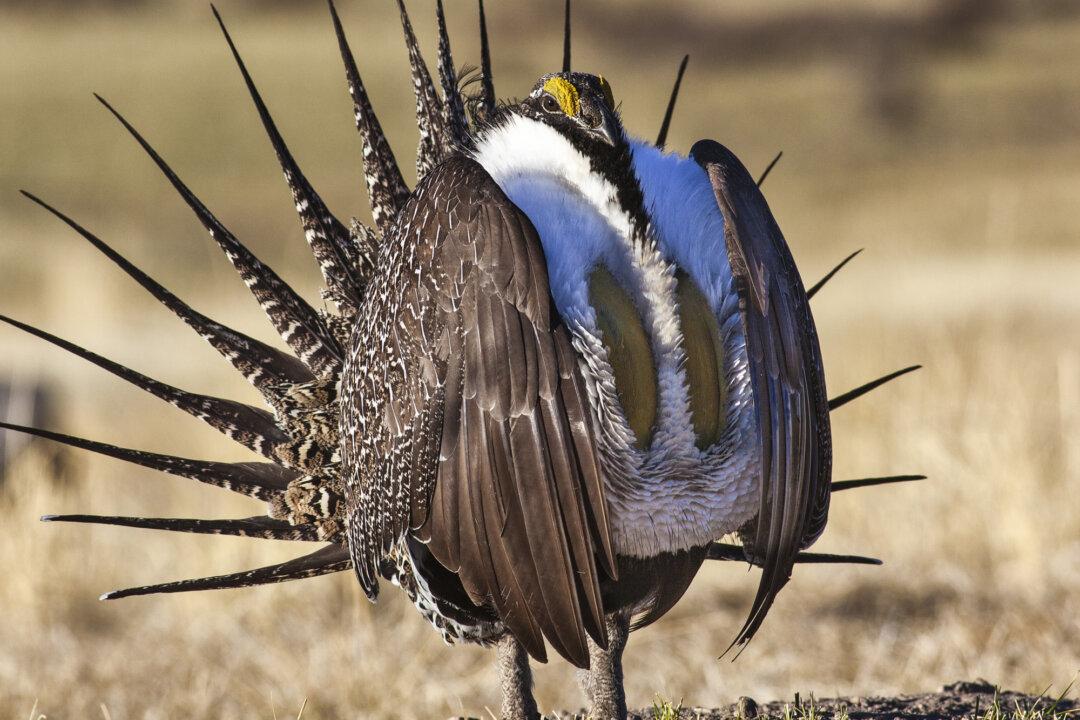 California Endangered Species Act Protects Sage Grouse for at Least a Year
