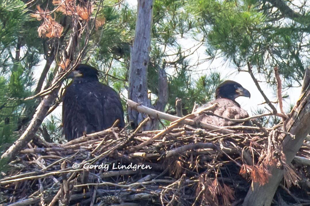 Bald Eagle Chick Meets Her ‘Adoptive Brother’ After He’s Rescued From a Fallen Nest