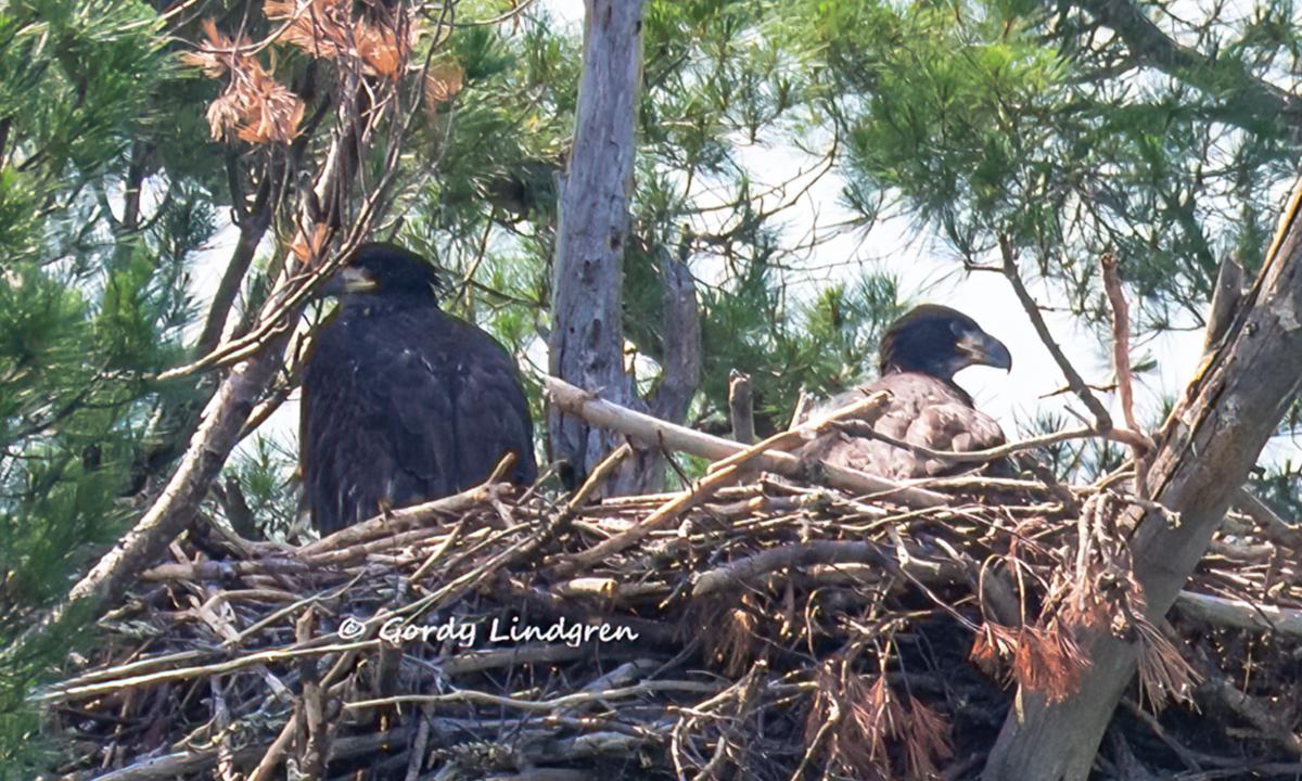 Bald Eagle Chick Meets Her ‘Adoptive Brother’ After He’s Rescued From a Fallen Nest