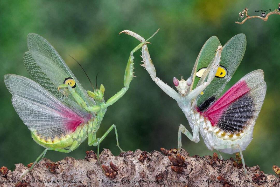Fun Photography: Brilliant Up-Close Photos of Praying Mantises’ Adorable Dance Moves