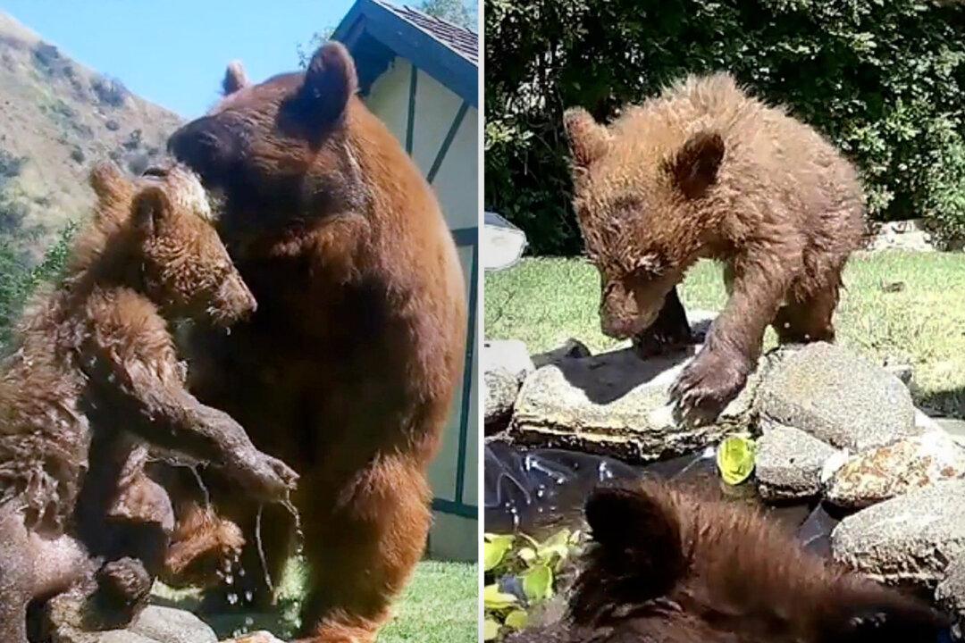 VIDEO: Wild Bear Cubs Have So Much Fun Playing in the Backyard Pool That They Refuse to Leave