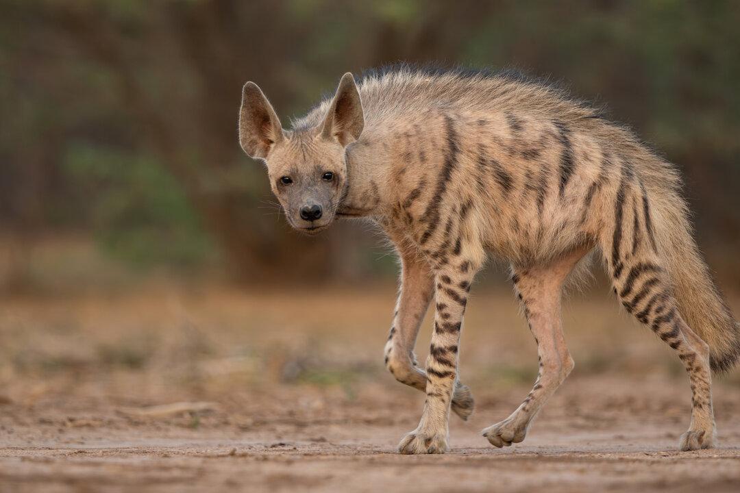 Photographer Endures 115-Degree Desert Heat for Two Months to Get Rare Shots of Striped Hyena