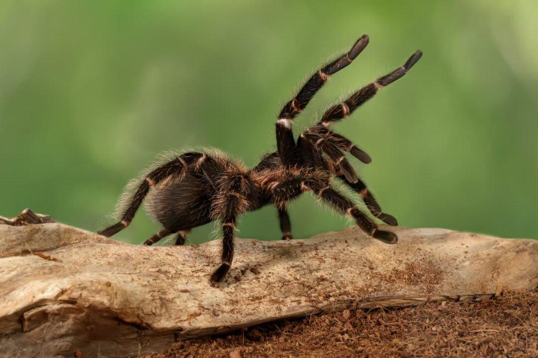 The WHO Is a Real and Present Danger