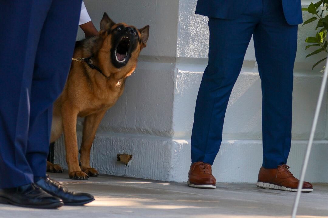 Rep. Foxx Urges White House to Hand Over Workplace Safety Data After Biden’s Dog Attacks Staff