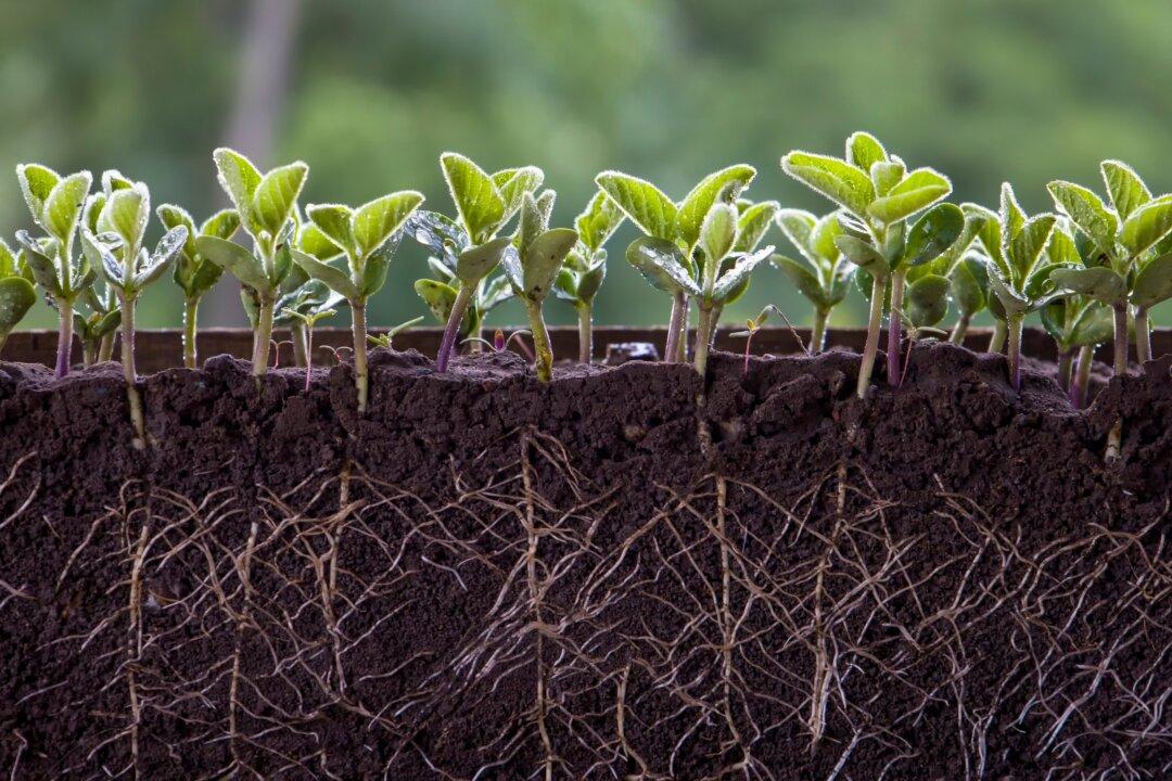 Getting to the Root of the Problem