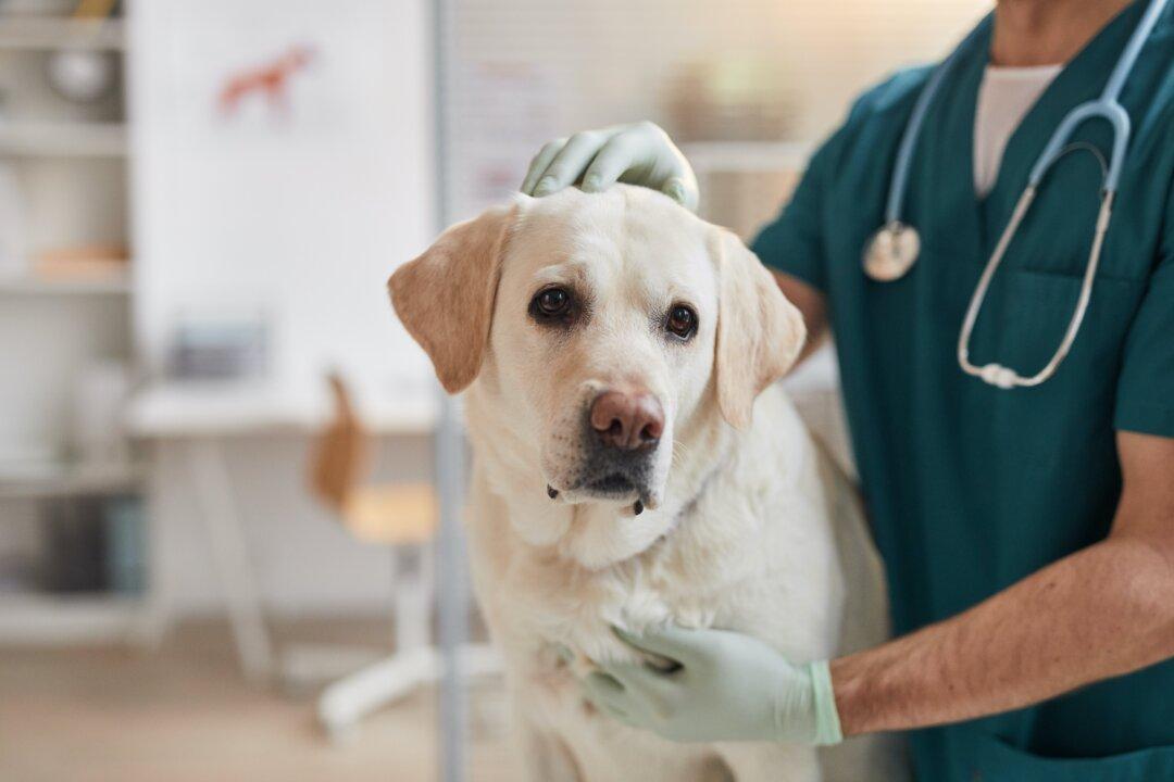Vaccines Safe for Senior Dogs