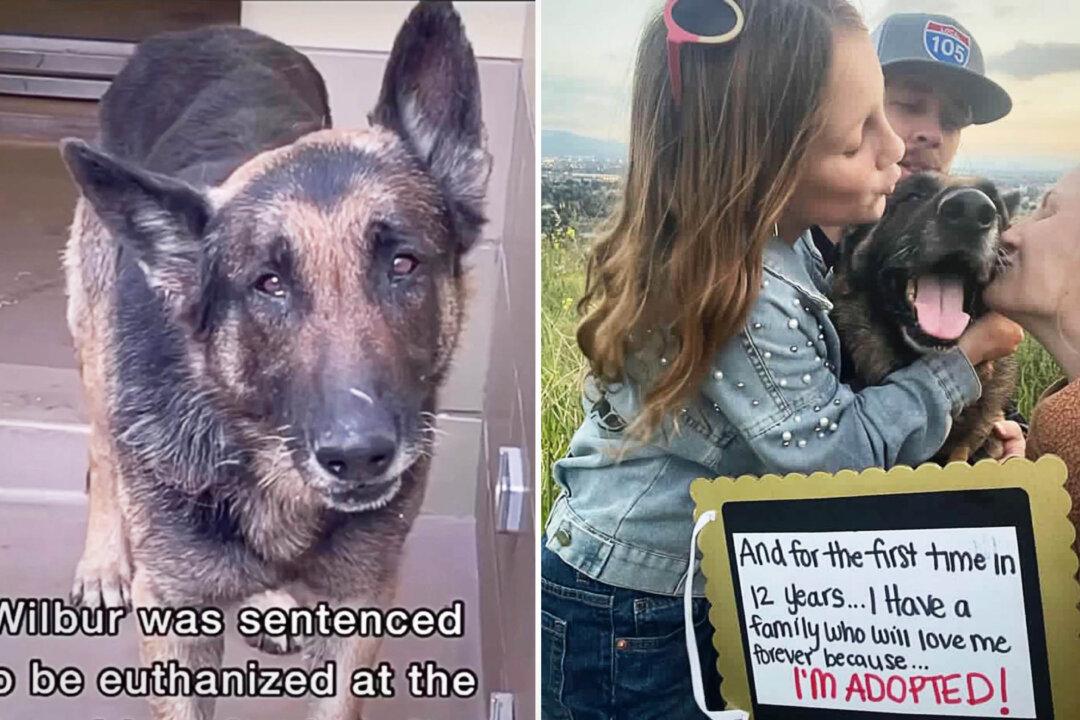 Family Saves a Dog Diagnosed With Cancer 30 Minutes Before He Was Going to Be Euthanized