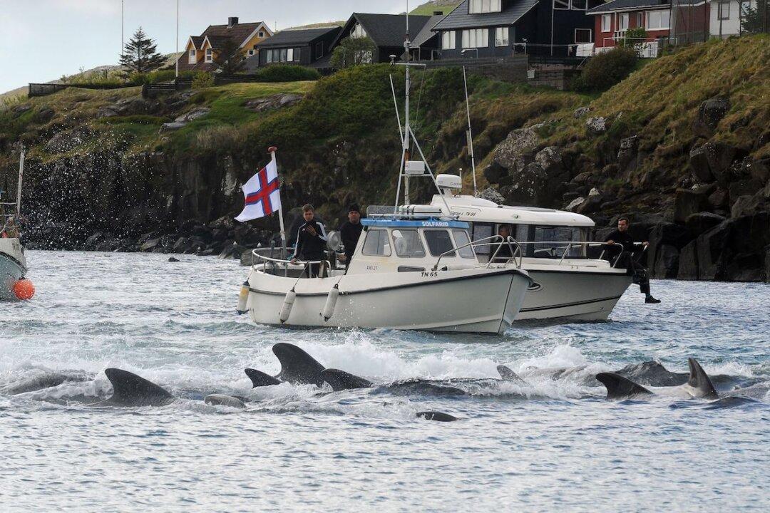 Cruise Line Issues Apology After Whales Slaughtered in Front of Passengers