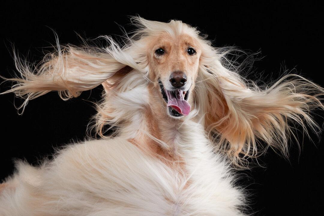 25 Funny Pet Photo Finalists of 2023 Pet Comedy Photo Awards—Dogs, Tennis Balls, Cat Bleps, And More