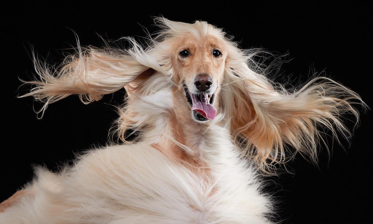 25 Funny Pet Photo Finalists of 2023 Pet Comedy Photo Awards—Dogs, Tennis Balls, Cat Bleps, And More