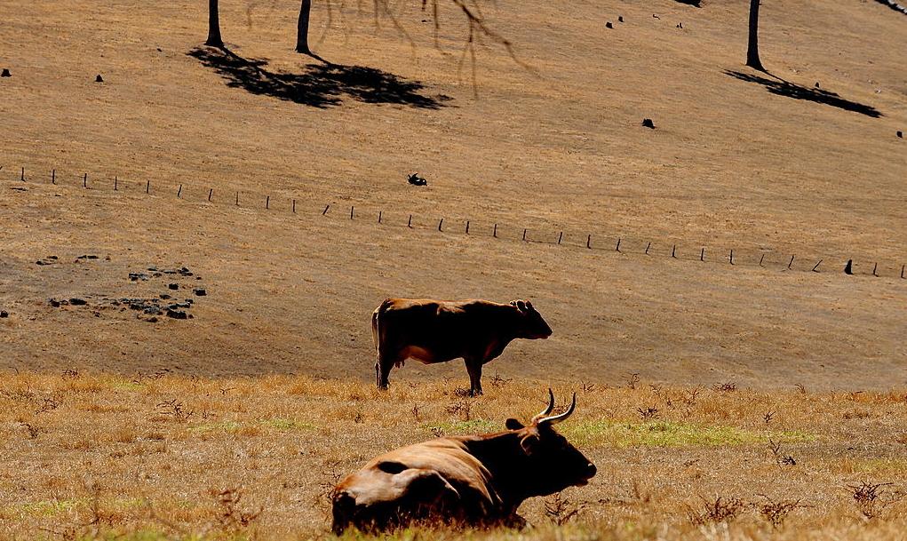 Major Revegetation Project Cancelled After Aboriginal Corporation Demands $2.5 Million