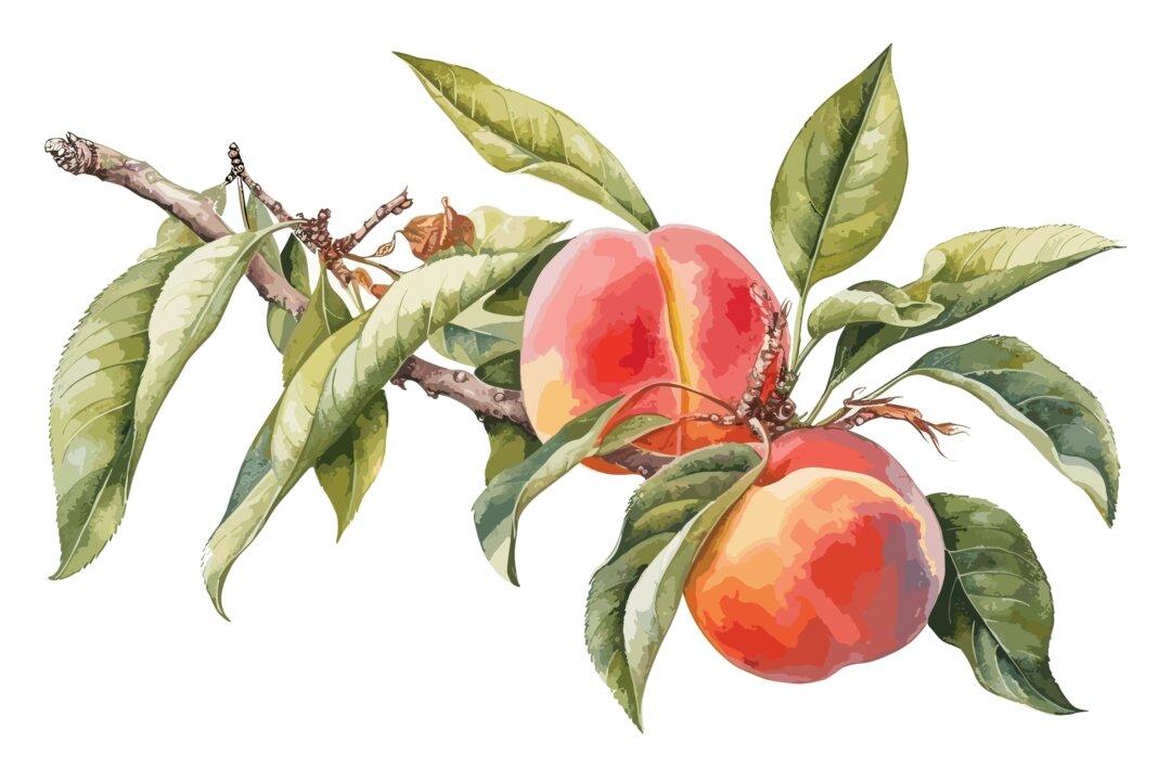 When Life Gives You Stone Fruit