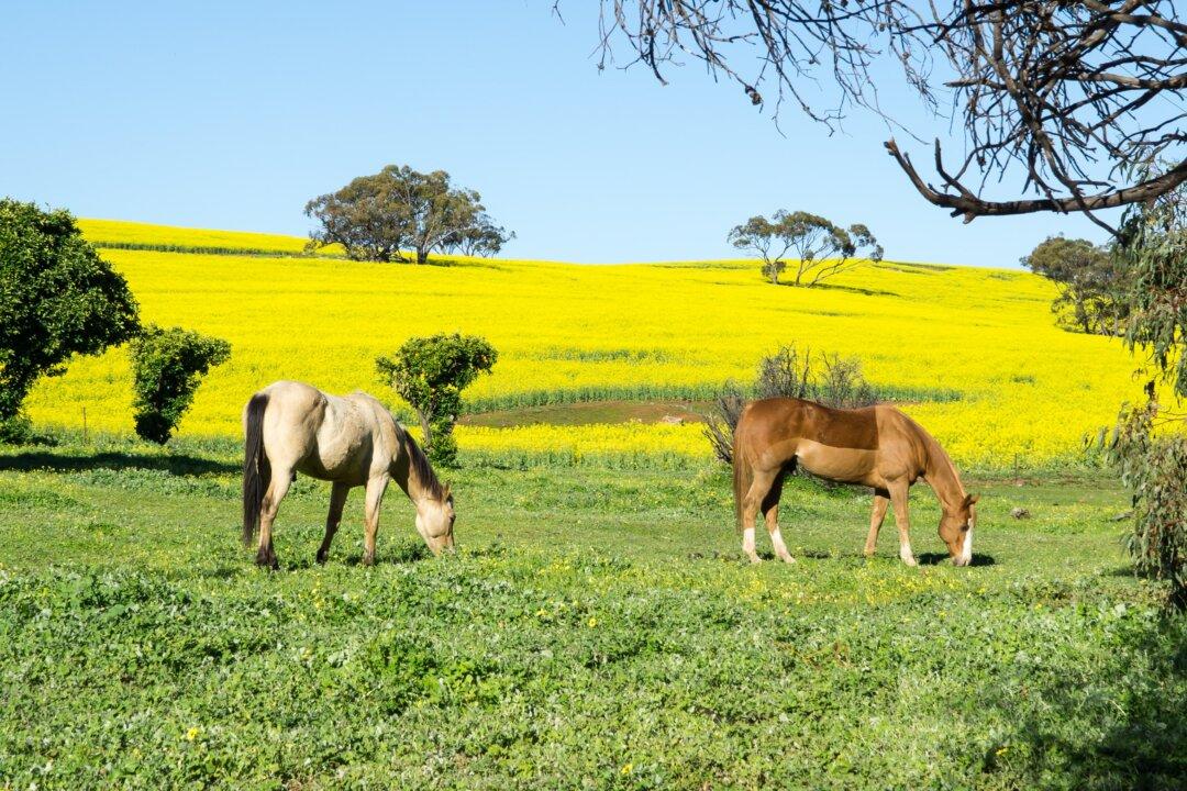 ‘No’ Campaign to Benefit From WA’s Cultural Heritage Law Backflip