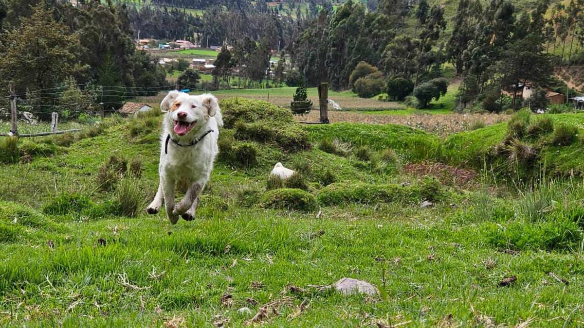 Oso the dog. (Courtesy of <a href="https://www.facebook.com/fannyproduccionesperu/">Fanny Producciones Oficial</a>)