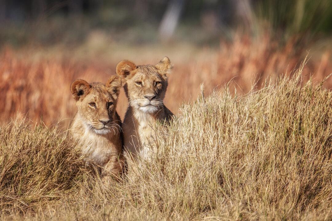 Into the Wild: A Safari in Botswana