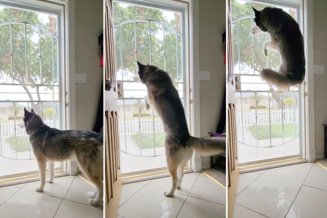 VIDEO: Bouncing Husky’s Olympic-Grade High Jumps Stun Owner and Passersby—‘She’s Really Smart’
