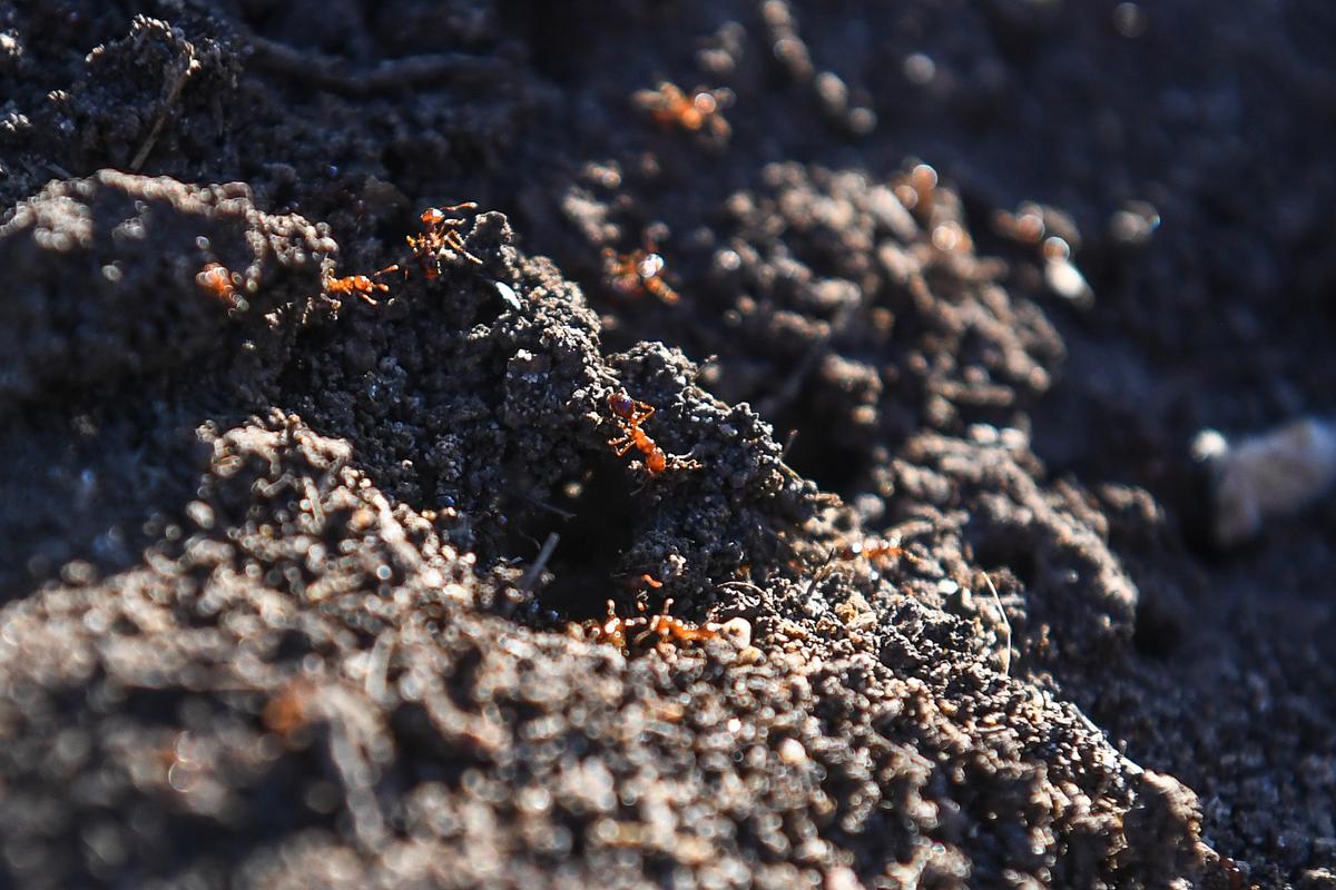 Soil Ban in Force to Stop Fire Ant Spread Into NSW