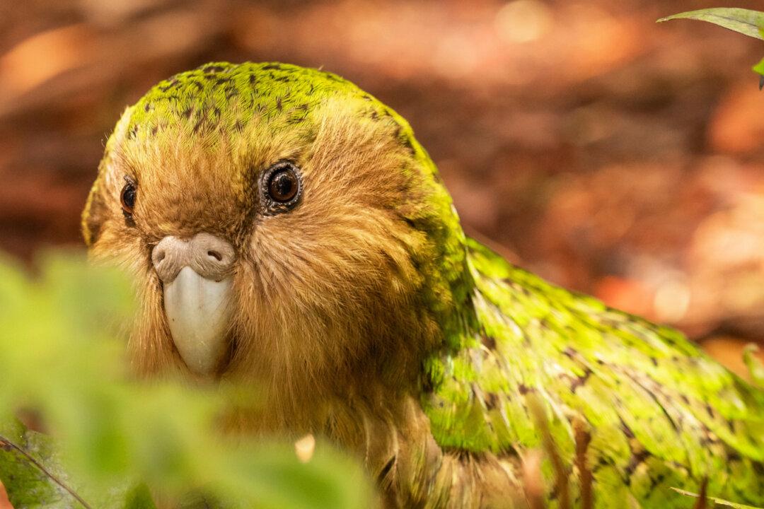 Have You Seen an ‘Owl Parrot’? This Strangest, Loudest Bird Can’t Fly—And Only 250 Are Left in the World
