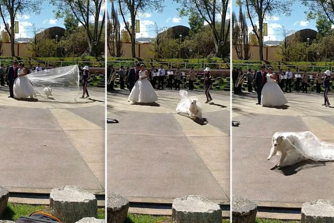 Mischievous Dog Steals Bride’s Veil by Leaping Through It During a Wedding Photoshoot