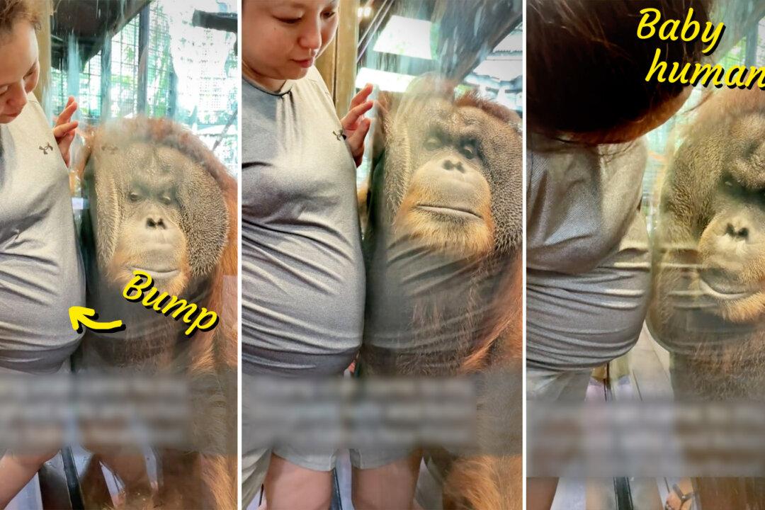 VIDEO: Orangutan Leans Into Pregnant Woman’s Baby Bump to Hear Heartbeat of Unborn at Zoo