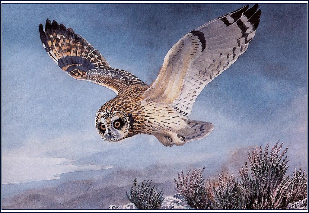 ‘What An Owl Knows’