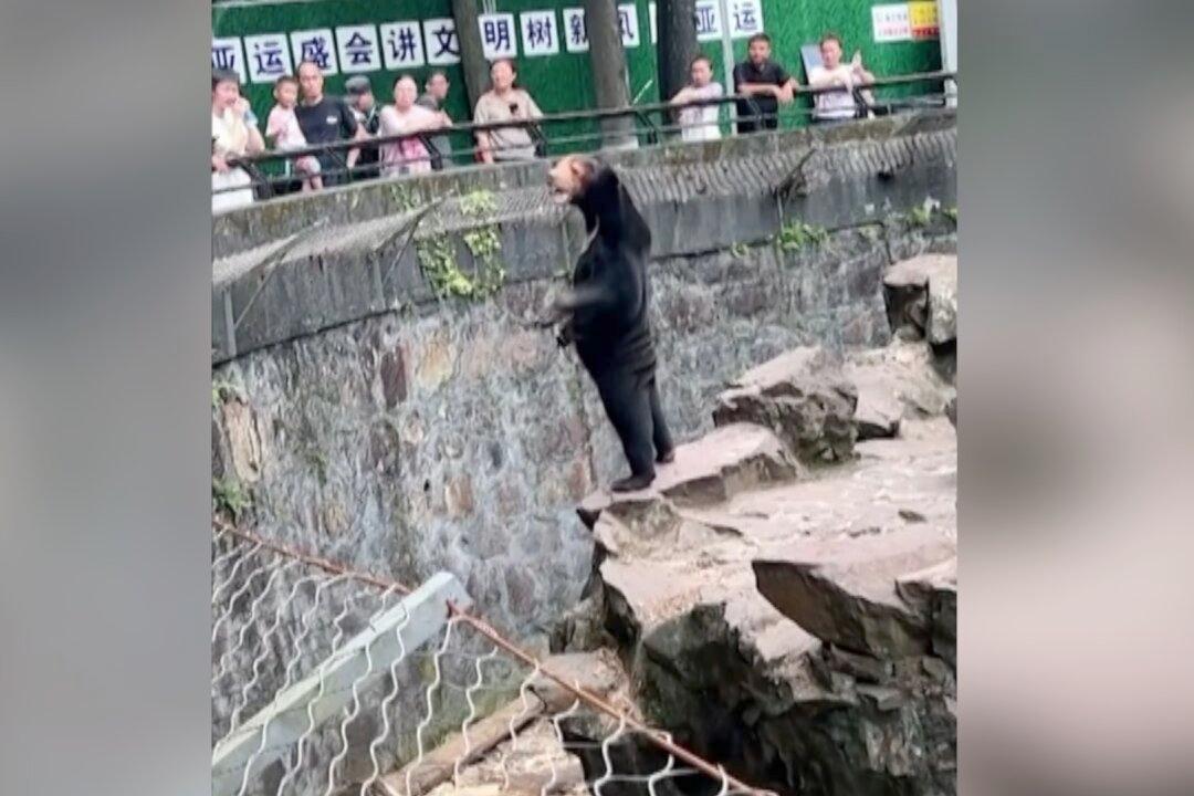 Our Bears Are Real, a Chinese Zoo Says, Denying They Are ‘Humans in Disguise’