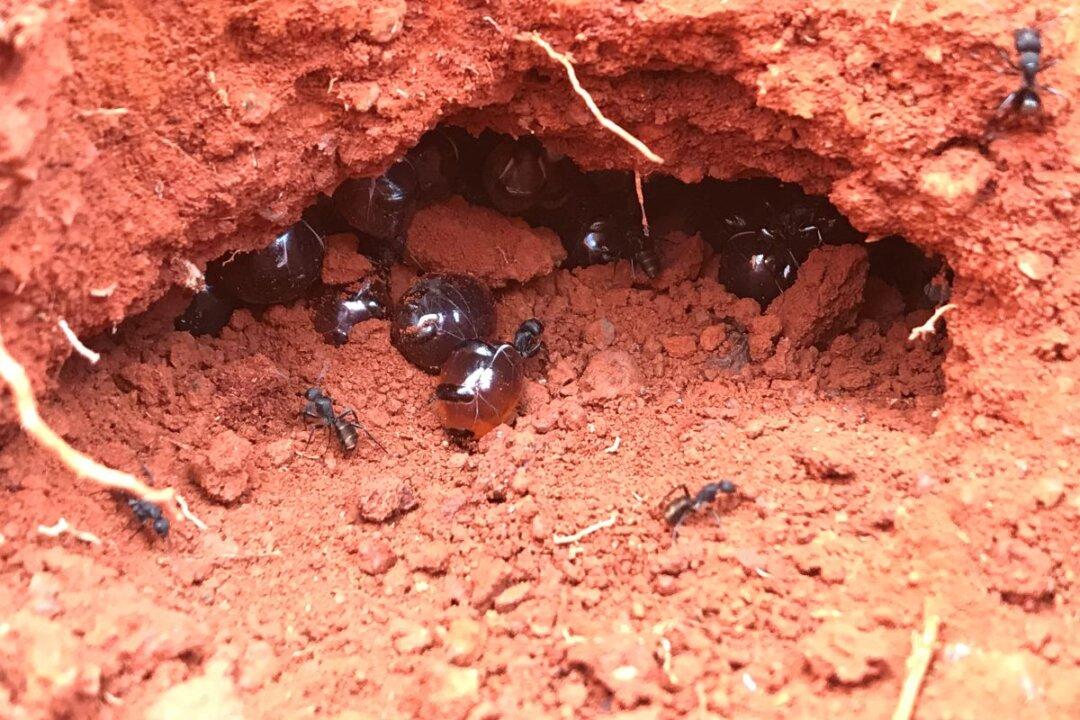 Indigenous Australian Ants’ Honey Recognised by Science