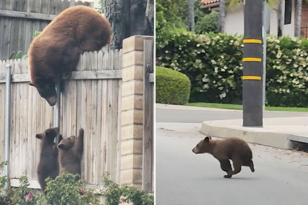 VIDEO: Runaway Bear Cub Tests Mama’s Patience as She Helps Her Cubs Climb a Fence