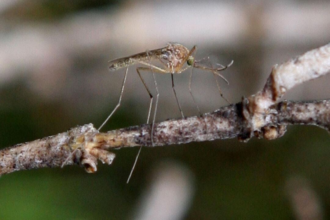 West Nile Virus Detected in Fullerton Mosquitos