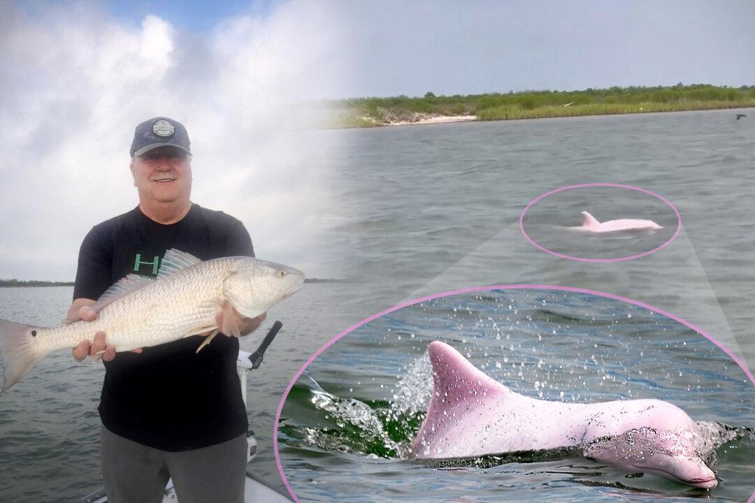 Texas Fisherman Spots Rare Pink Dolphin Near Gulf of Mexico—And Has Video to Prove It