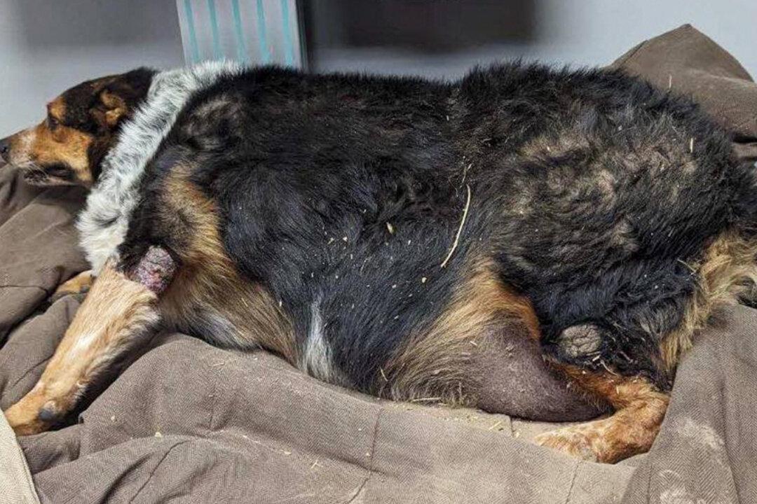 Video: 130-Pound Dog Saved From Euthanasia Undergoes Incredible Weight-Loss—He’s Now Happier Than Ever