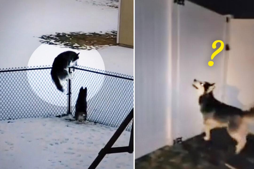 Escape Artist Huskies Break Out Again, so Couple Build 6-foot Fence to Stop Them—Then It Happened