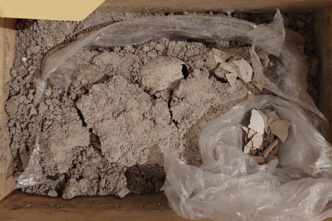 Ancient Preserved Flamingo Egg Found in Mexico During Airport Construction
