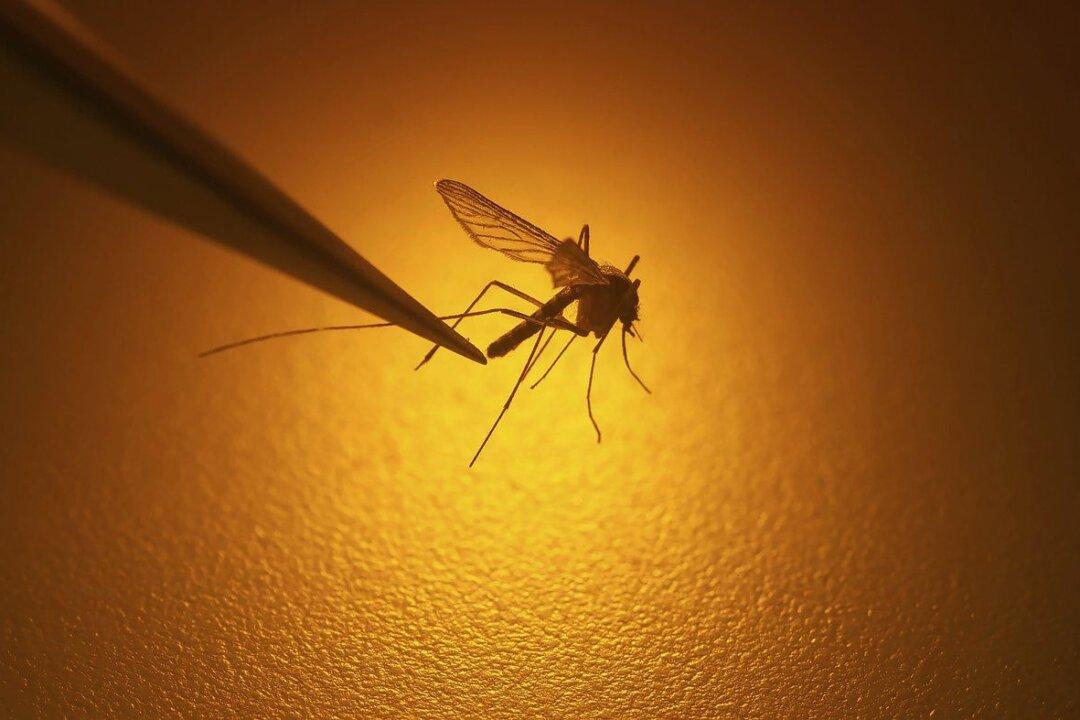 Officials Warn Mosquito-Borne Dengue Fever Cases on the Rise in California
