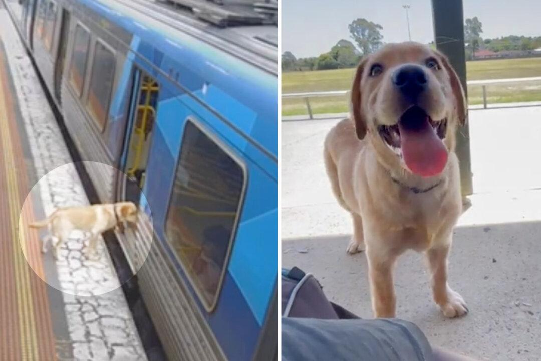 Labrador Who Hopped on an Early Morning Commuter Train for a Solo Adventure Returns Home Safely