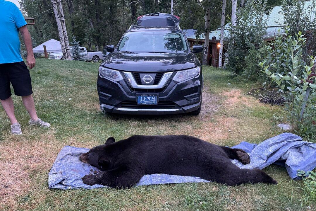 Black Bear Shot and Killed by Montana Man in His Living Room After Break-In