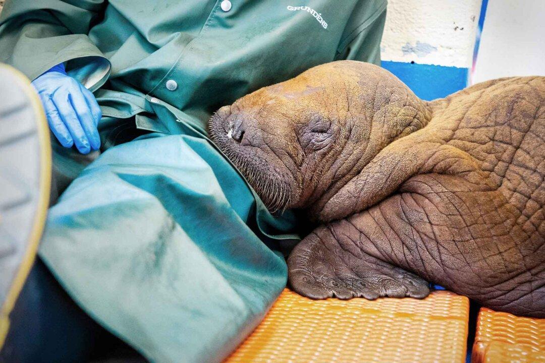 200-Pound Baby Walrus Rescued in Alaska Seen ‘Cuddling’ With Caregivers Before Being Flown Home
