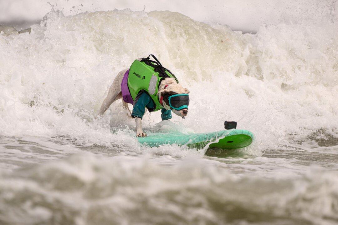 ‘Ruff’ Competition at the World Dog Surfing Championships