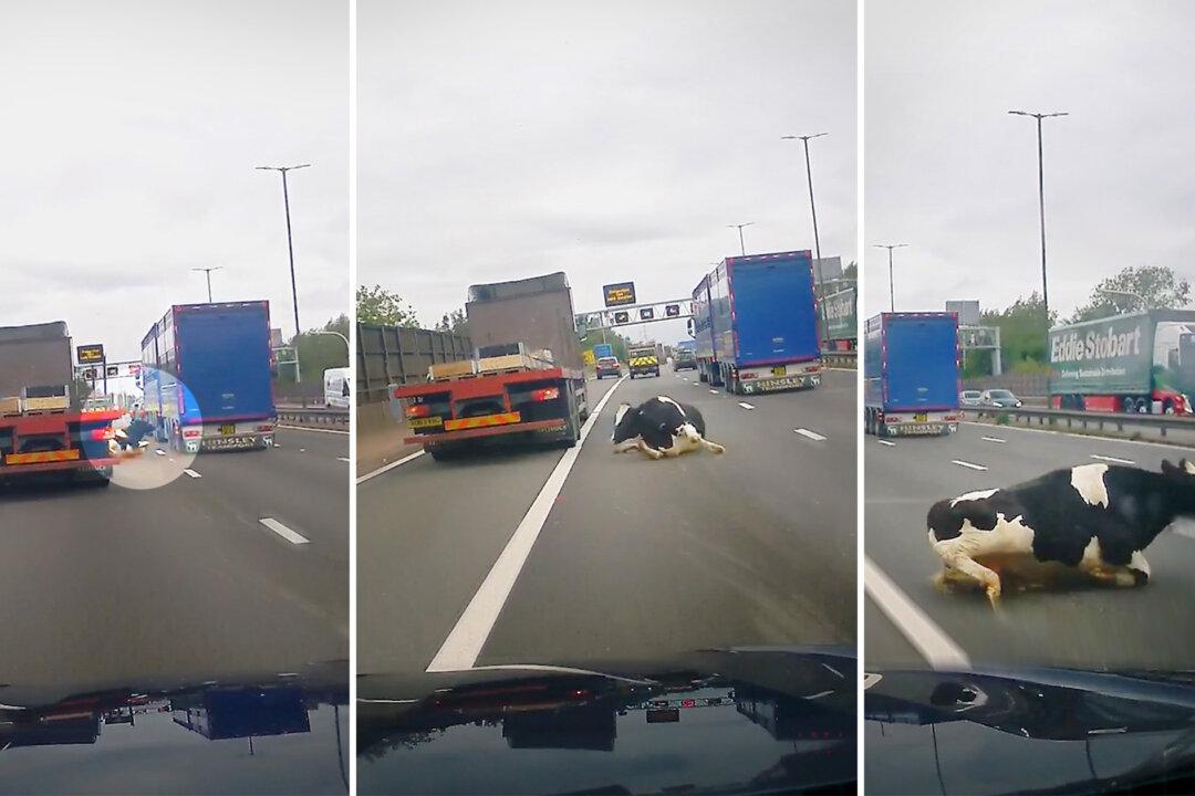 VIDEO: Motorist Shocked as Cow Falls From Trailer on Busy Motorway, Narrowly Steers Clear of Bovine