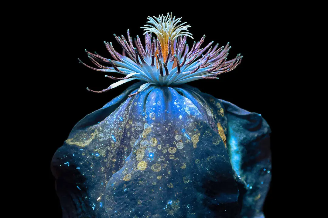 ‘The Soul and Energy of Flowers’: UV Light Photography Captures the Unseen Beauty of Flowers