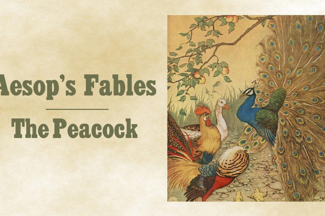 The Peacock: Do Not Sacrifice Your Freedom for the Sake of Pomp and Show