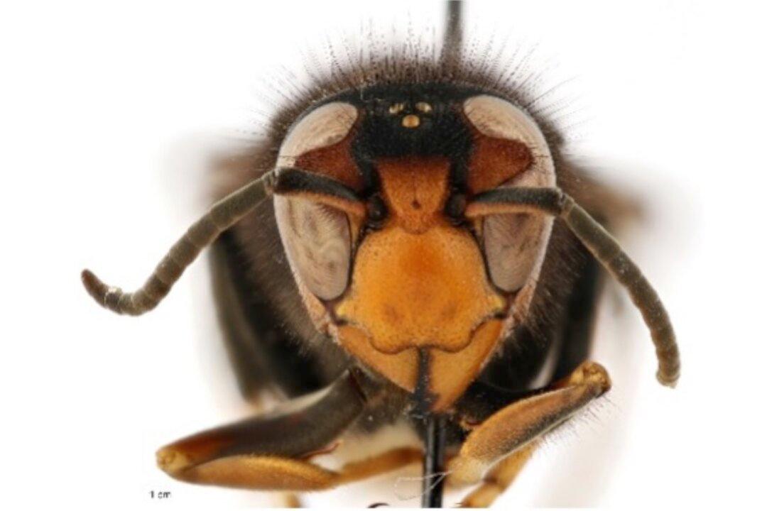 Invasive Yellow-Legged Hornet Discovered in US for First Time