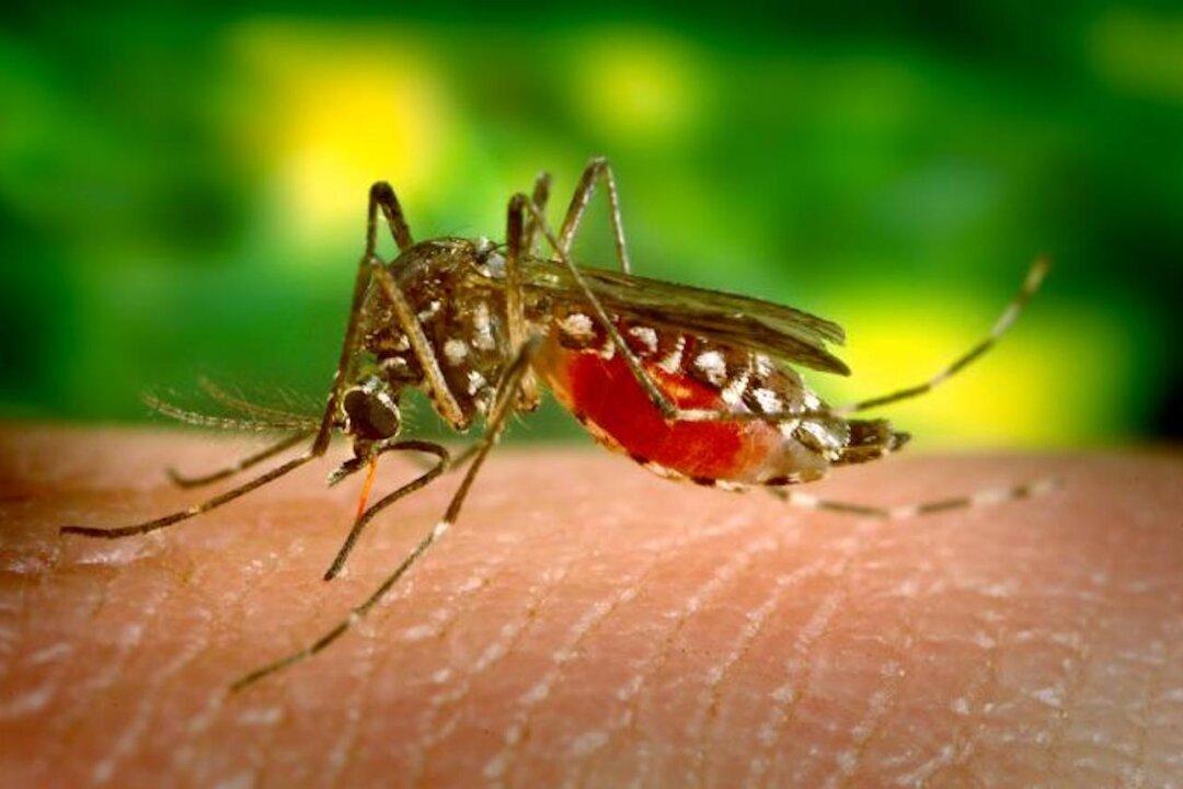 Dengue Fever Alert Issued in Florida Keys After Locally Acquired Cases Detected