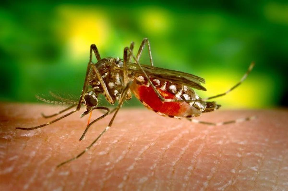 Dengue Fever Alert Issued in Florida Keys After Locally Acquired Cases Detected