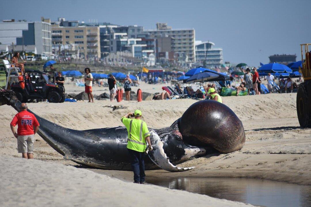 IN-DEPTH: ‘We Can’t Afford to Lose Any More’; Advocates Call for Pause on Offshore Wind Surveying After Whale Deaths