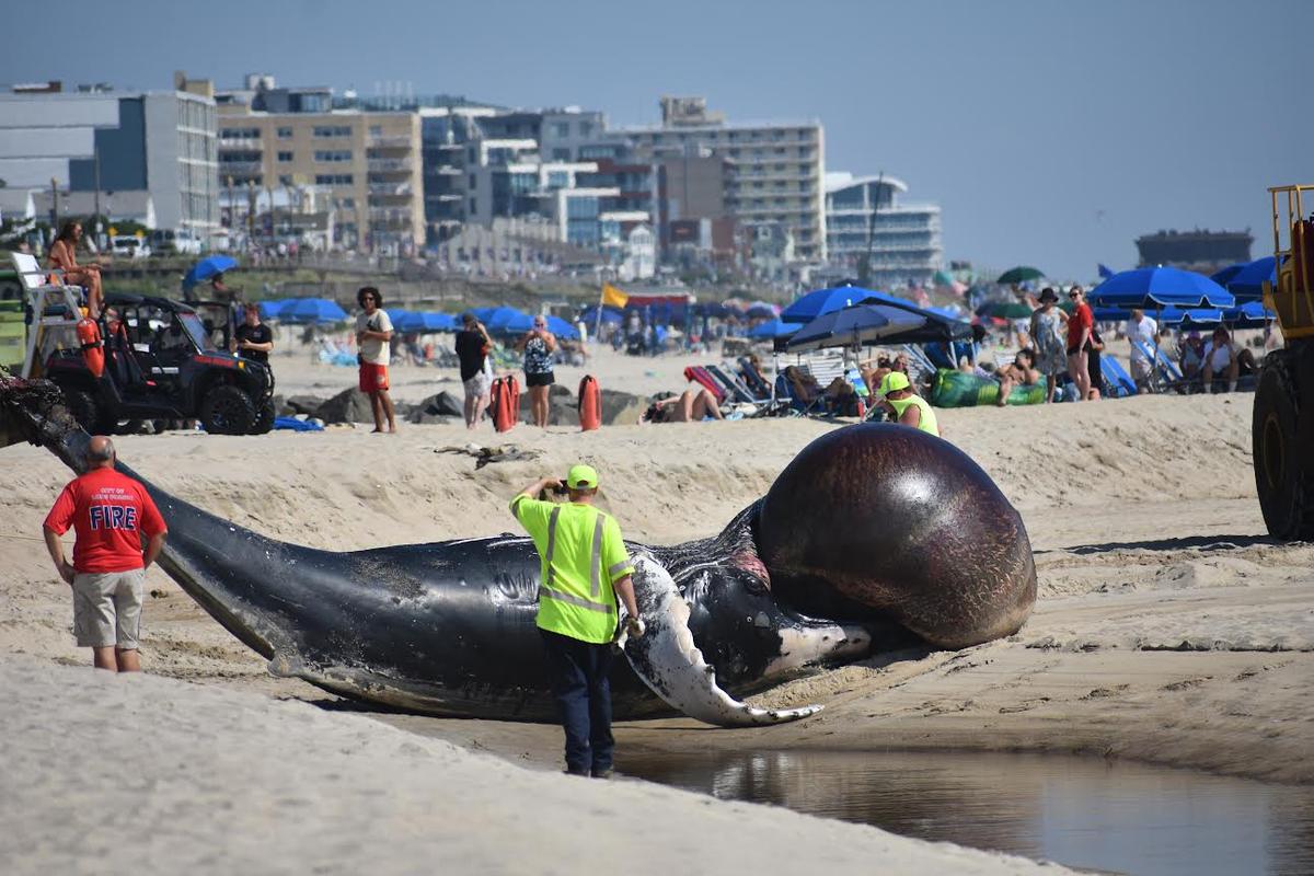 IN-DEPTH: ‘We Can’t Afford to Lose Any More’; Advocates Call for Pause on Offshore Wind Surveying After Whale Deaths