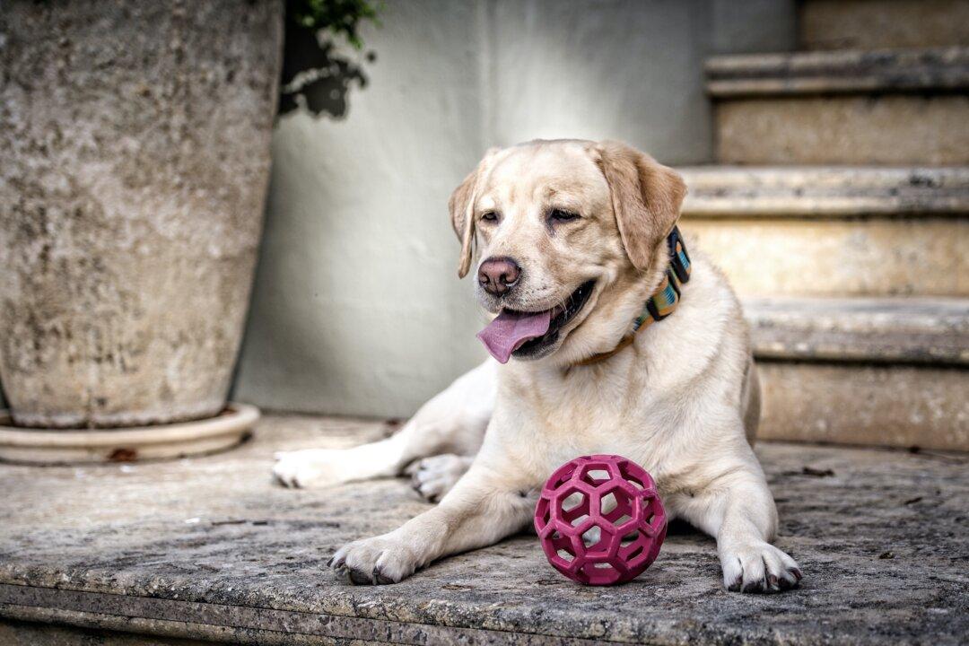 Common Disease in Senior Dogs Makes Breathing Difficult